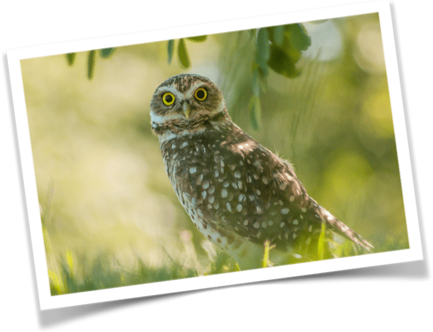 The Wise Young Owl Fable: A story about the importance of being vigilant.